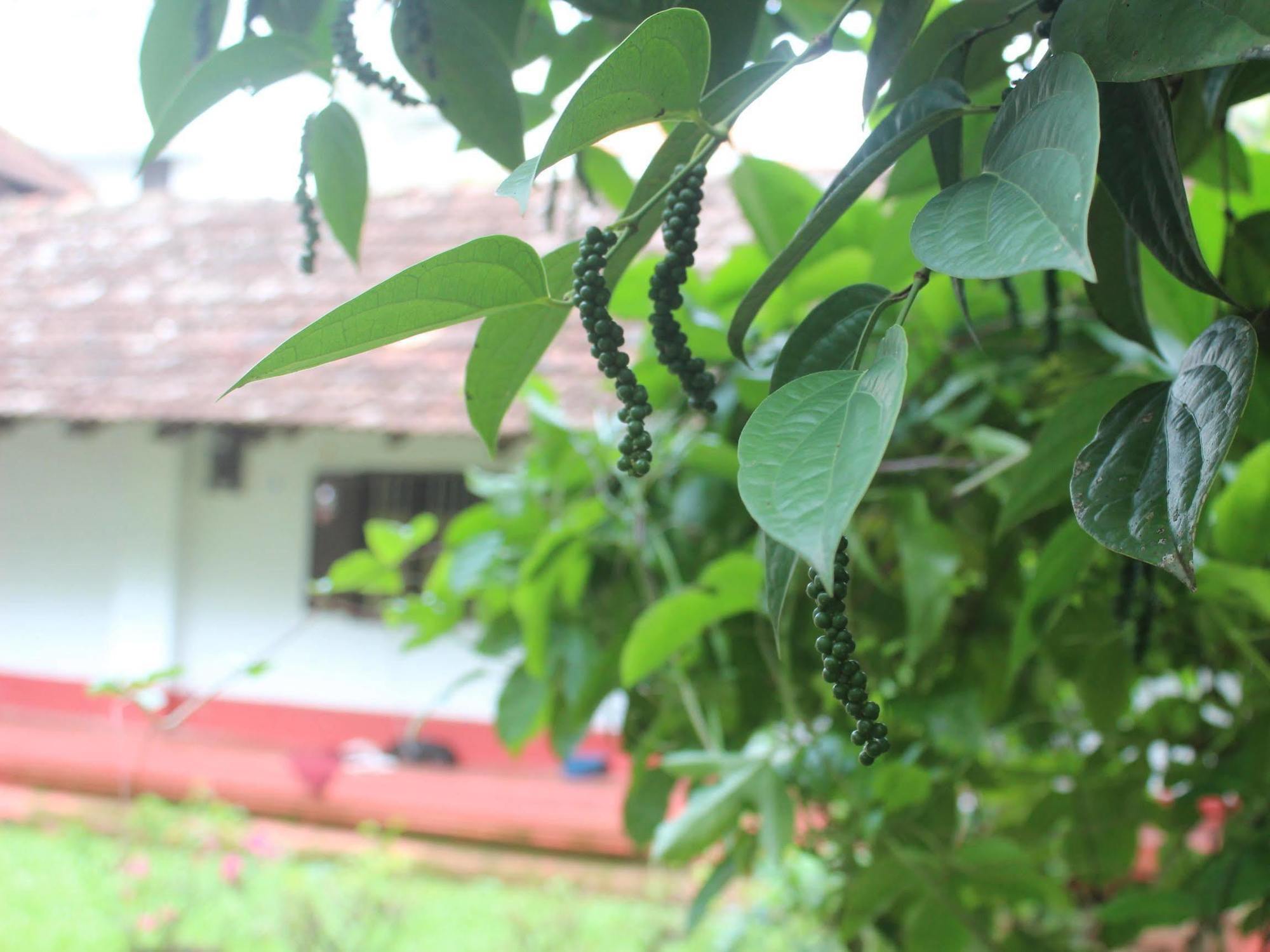 Eden Garden Farmstay, Kochi Luaran gambar